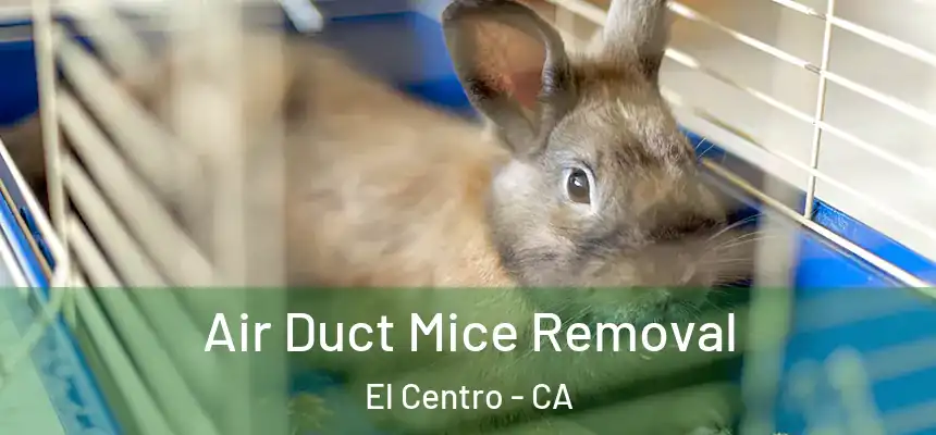  Air Duct Mice Removal El Centro - CA